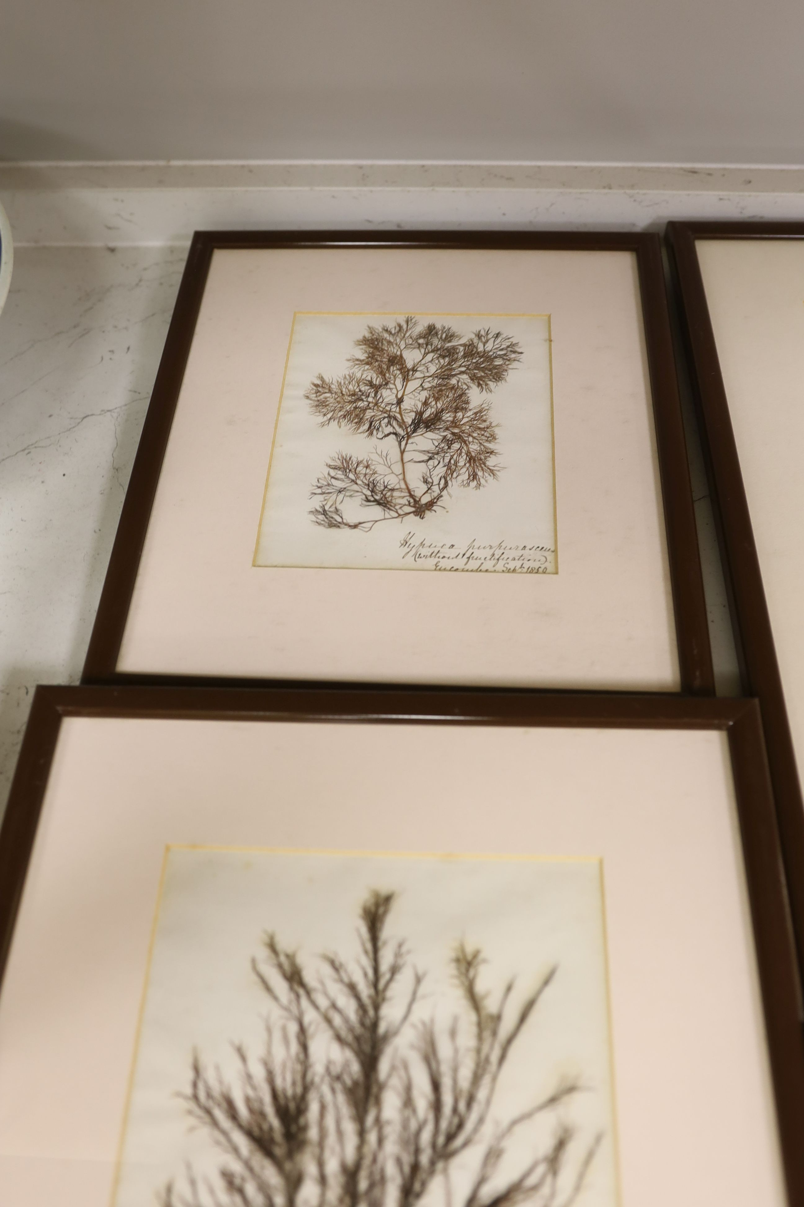 A collection of six mid 19th century framed and mounted marine botanical specimens